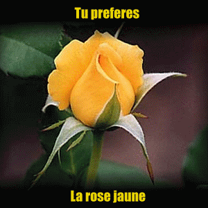 sondage